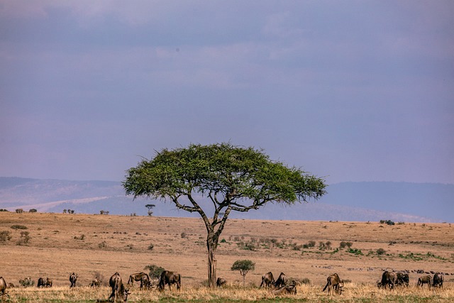 Masai Maara Kenya