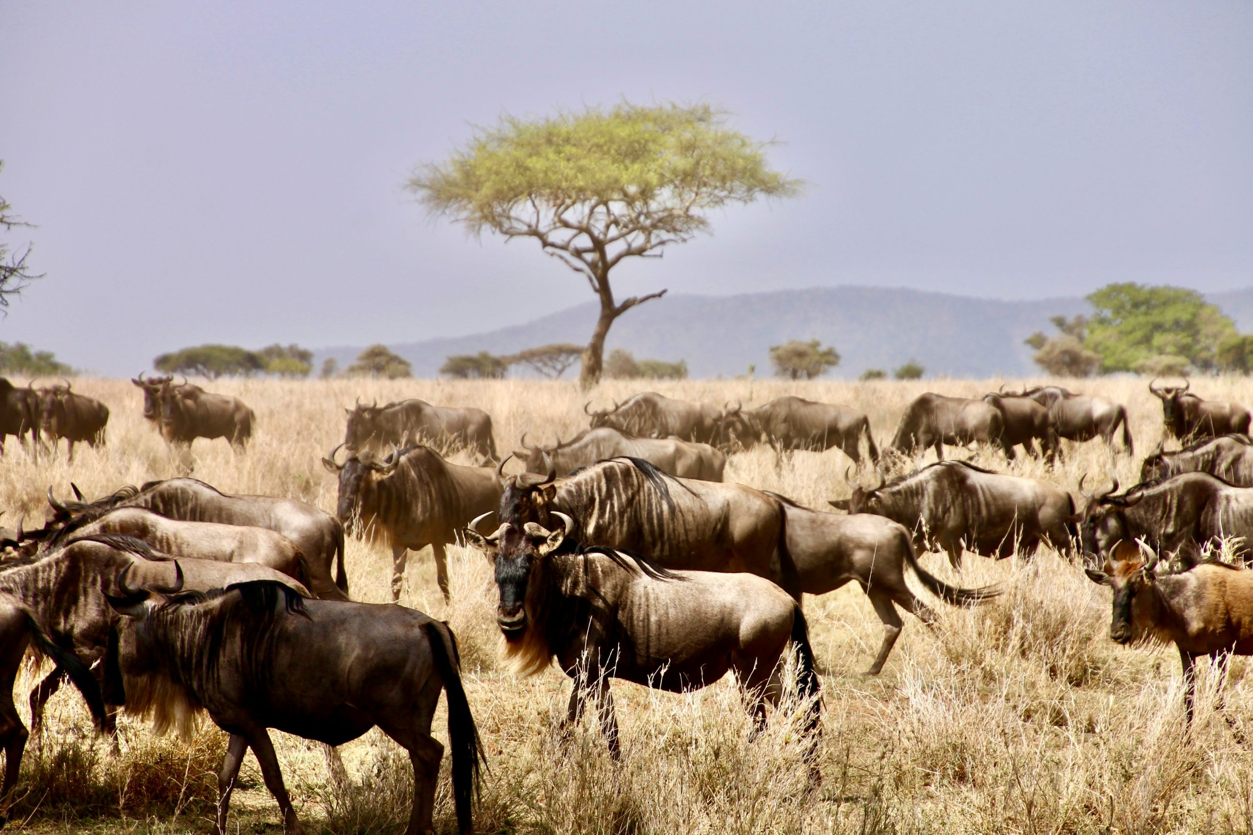 Serengeti Kenya Luxury Safari