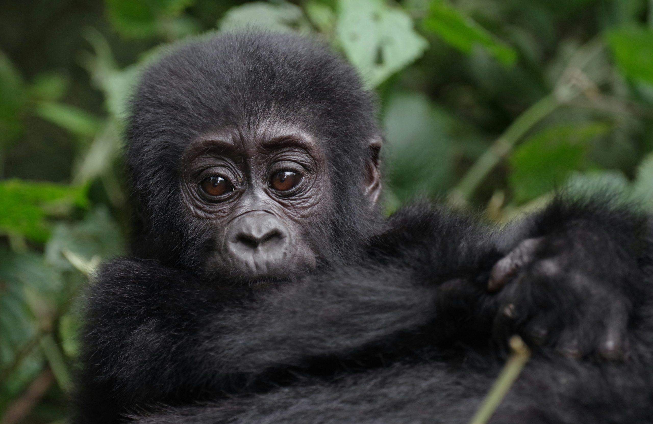 gorilla trekking rwanda