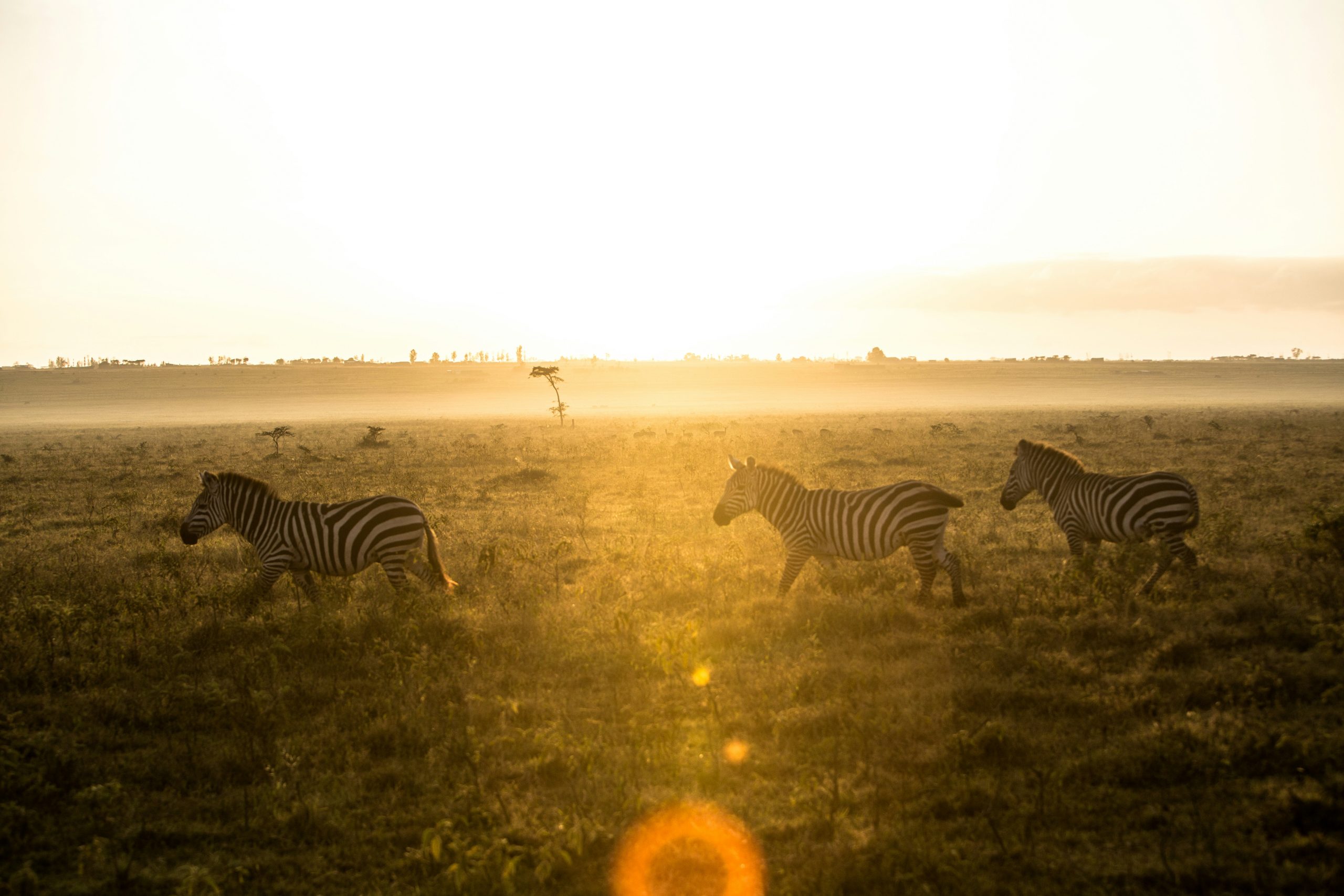 lake nakuru - zebra running