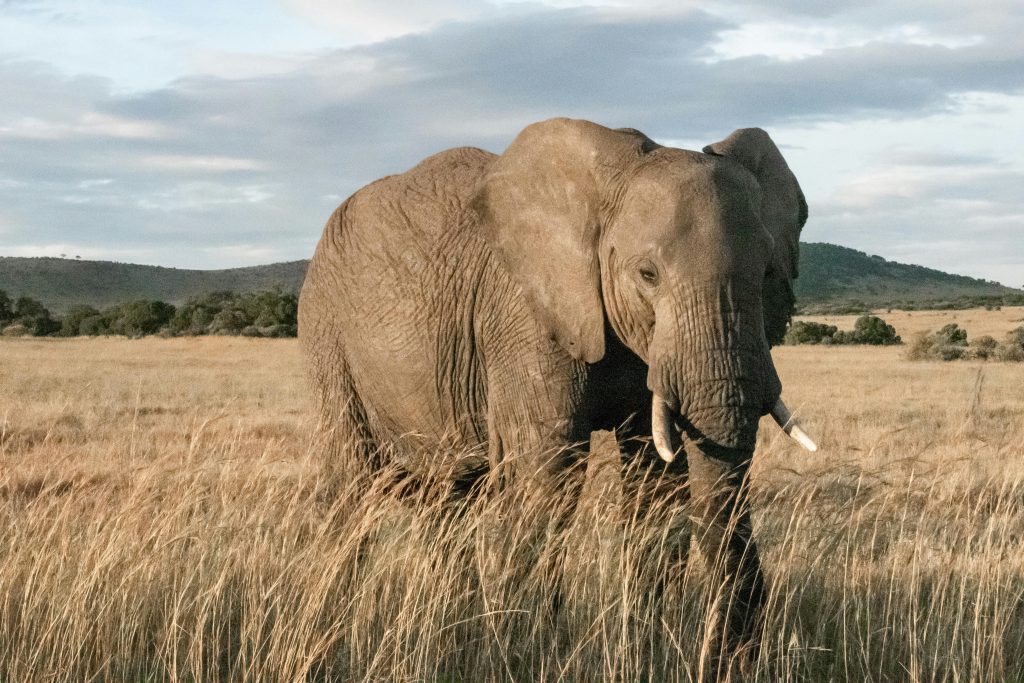 maasai mara