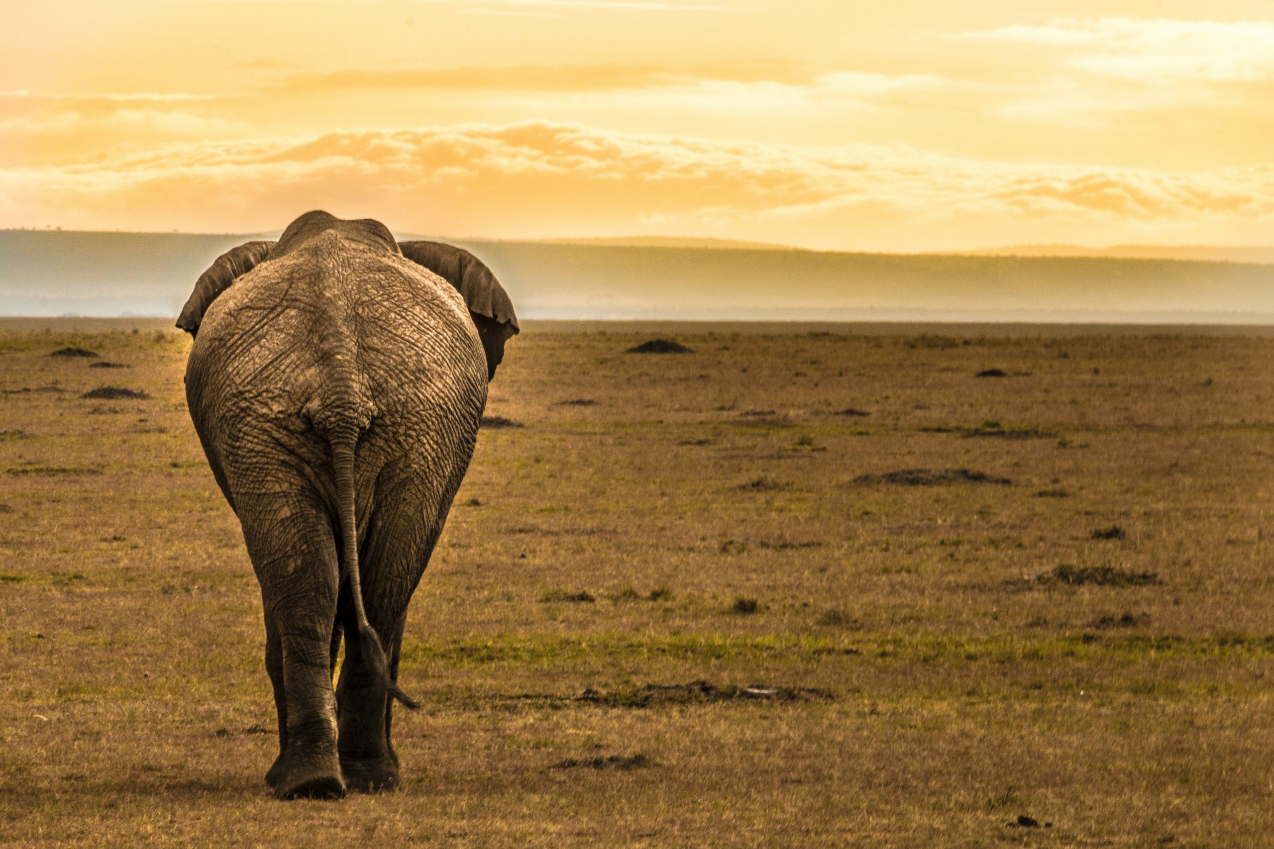 Elephant farewell horizon