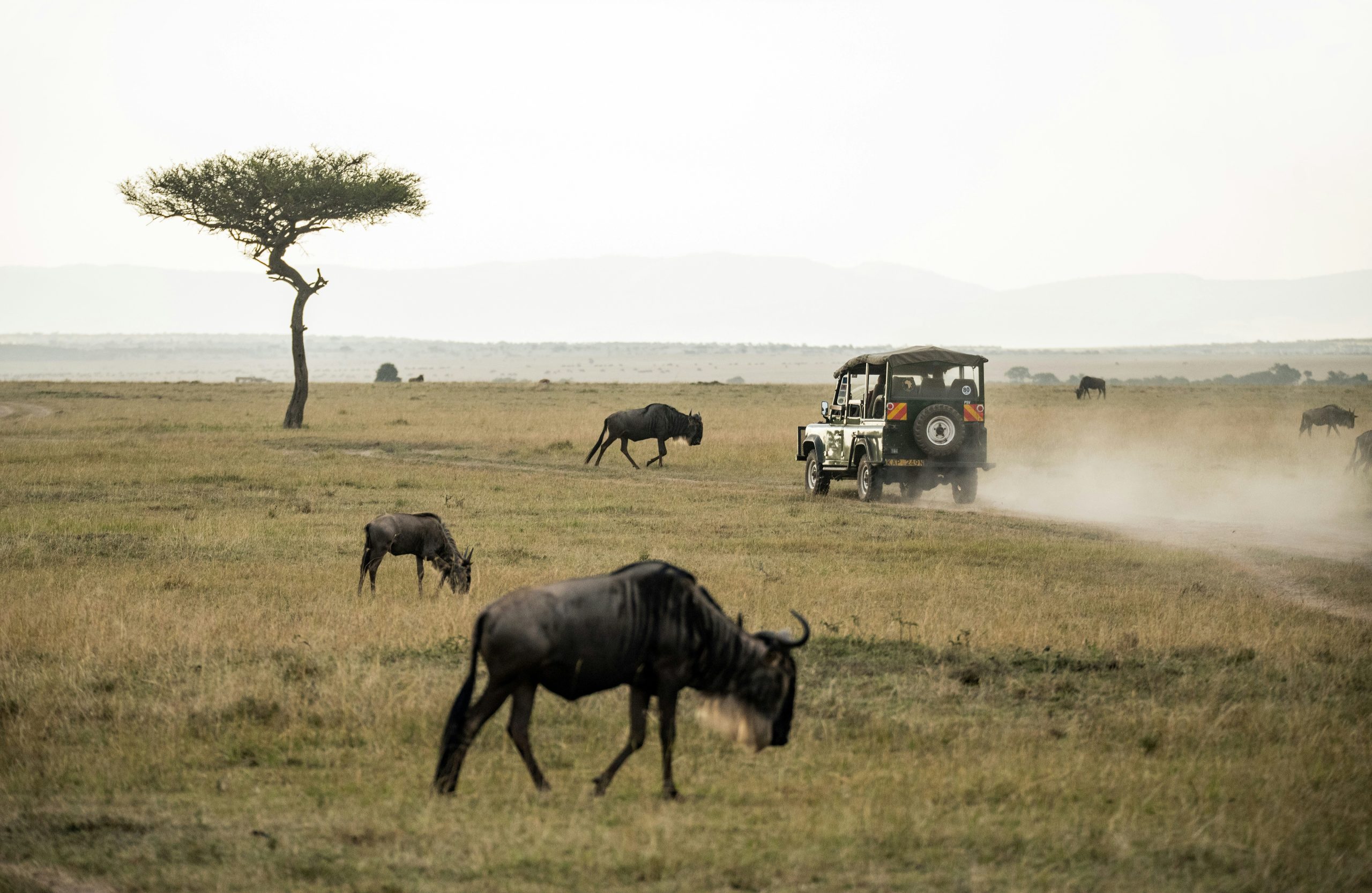 Masai Mara National Reserve