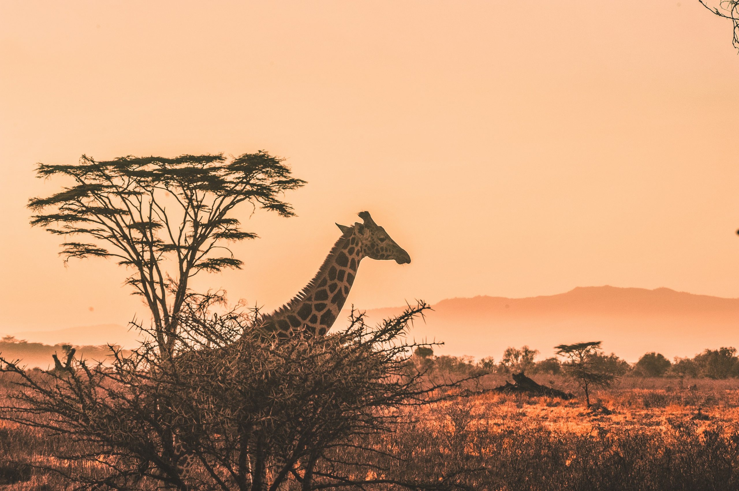 Serengeti giraffe