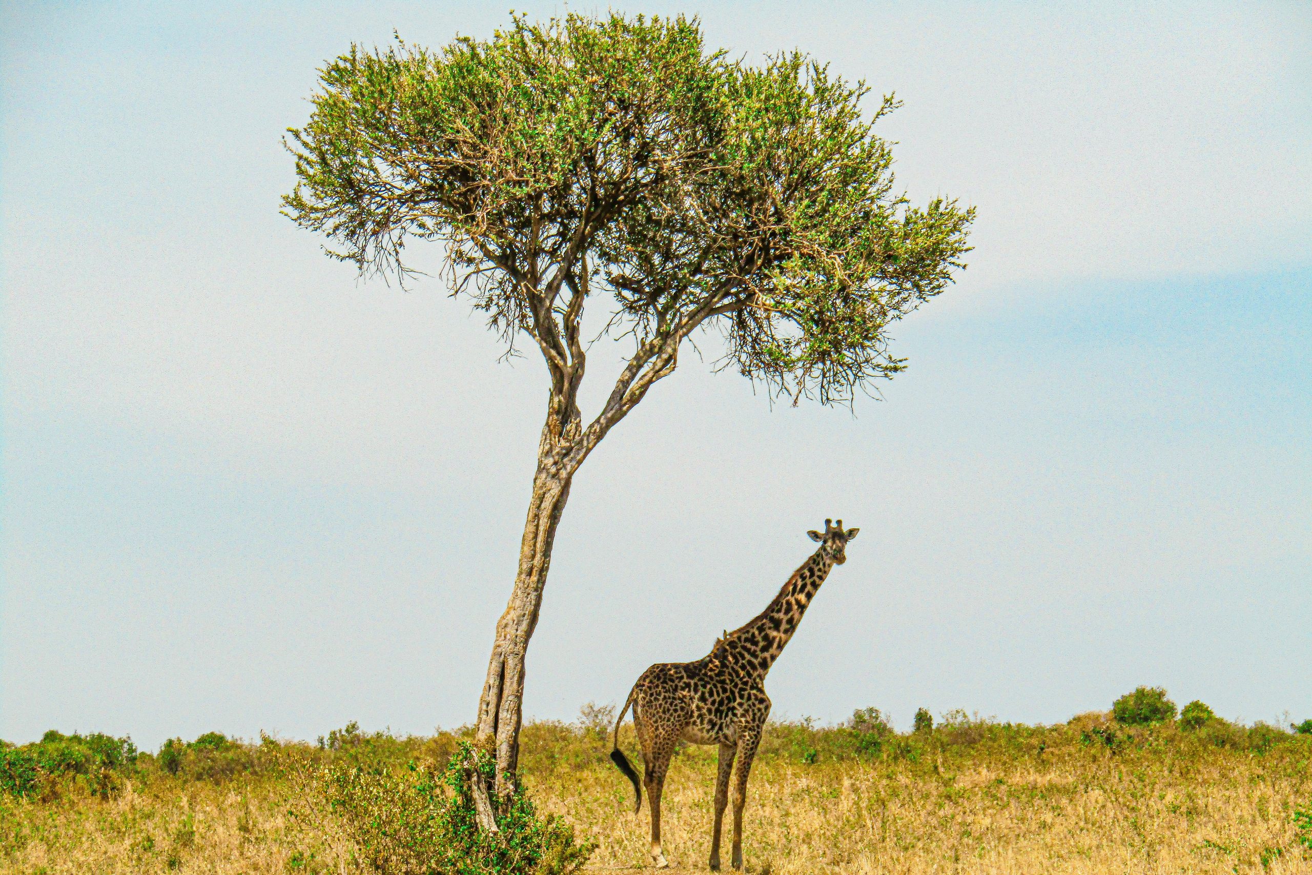 Masai Mara National Reserve