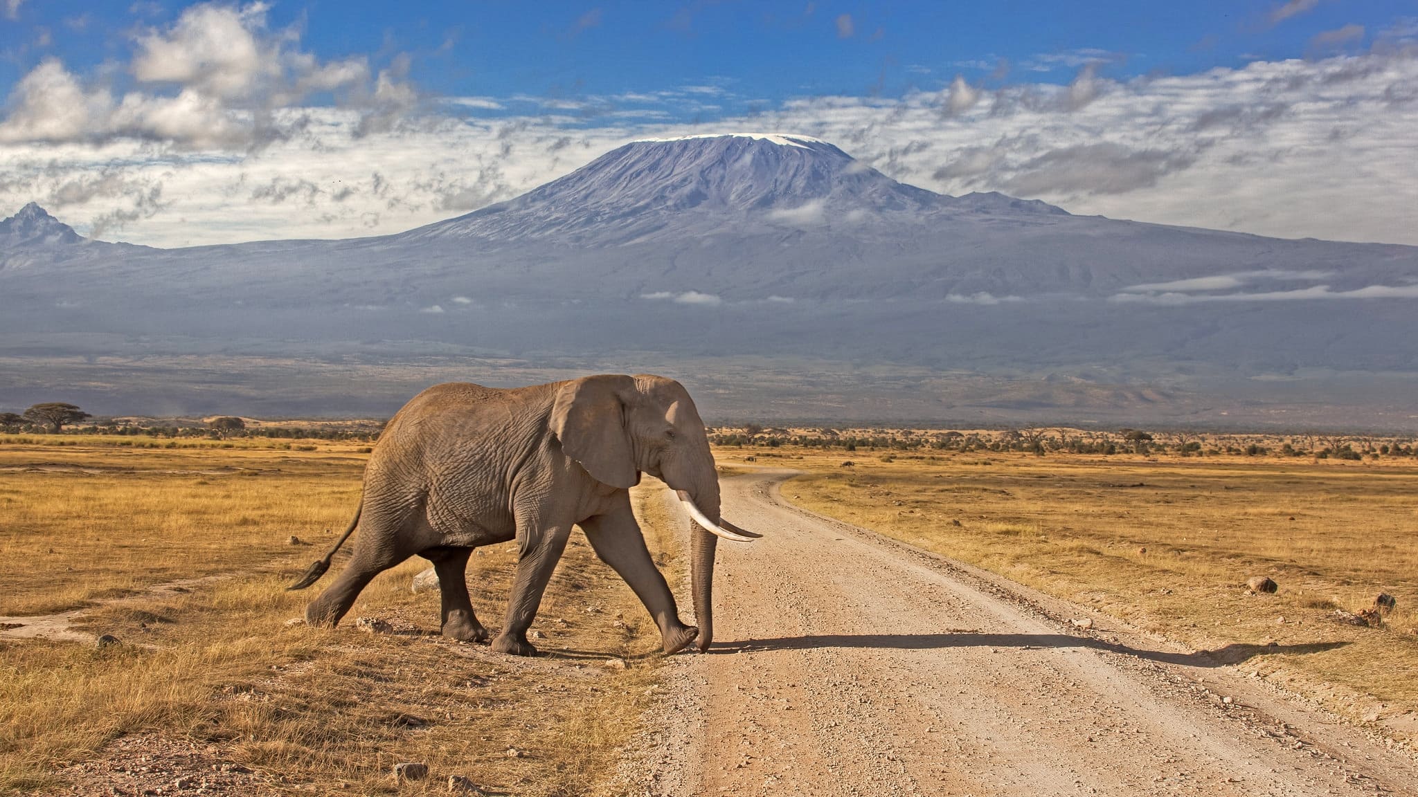 Elephant. Kenya Safari. Amboseli and Kilimanjaro.