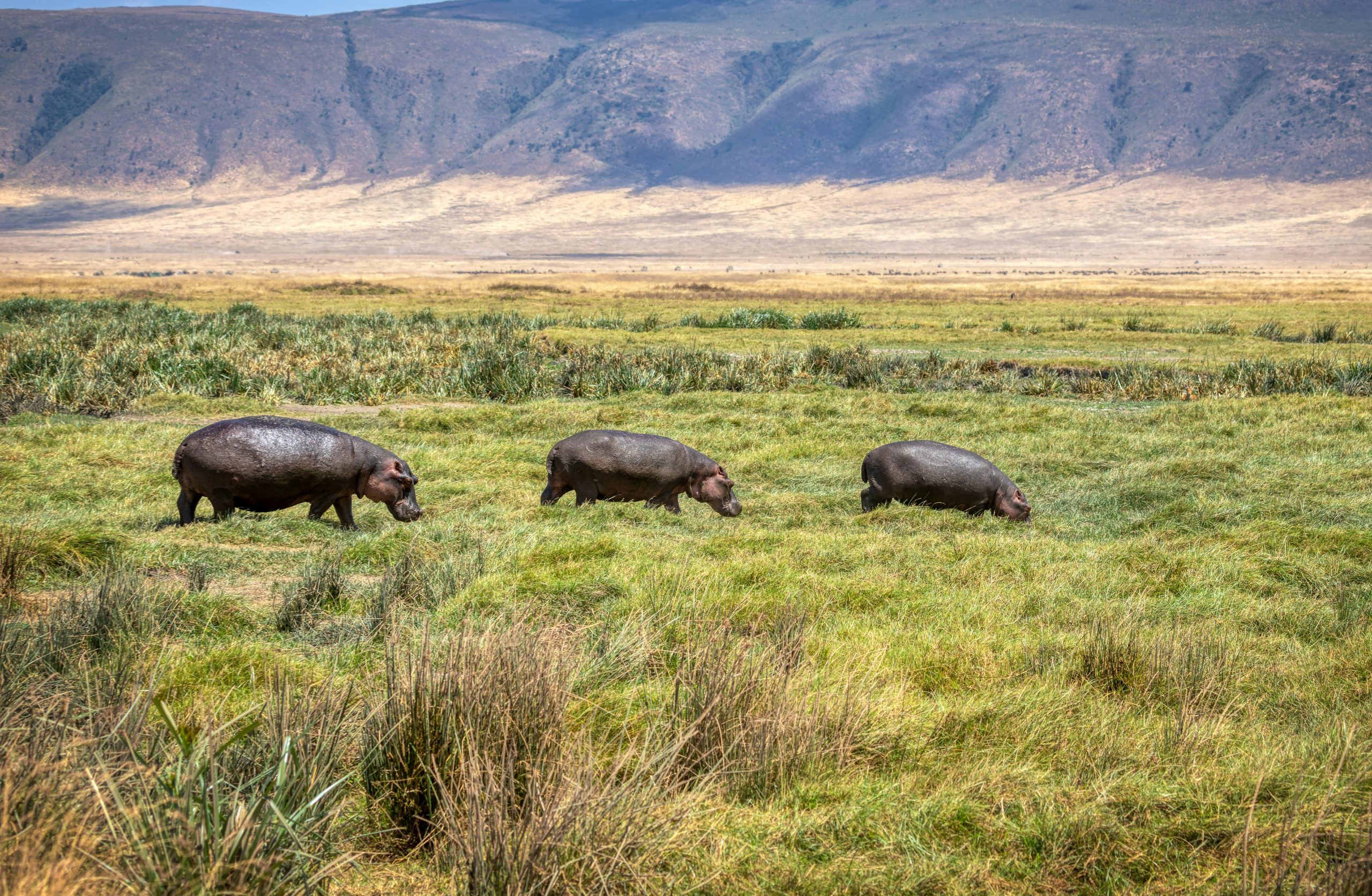 Ngorongoro Crater