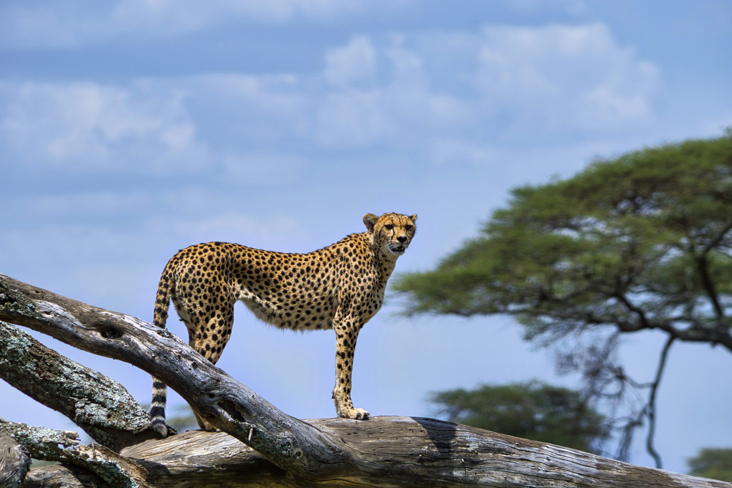 Tanzania Luxury Safari