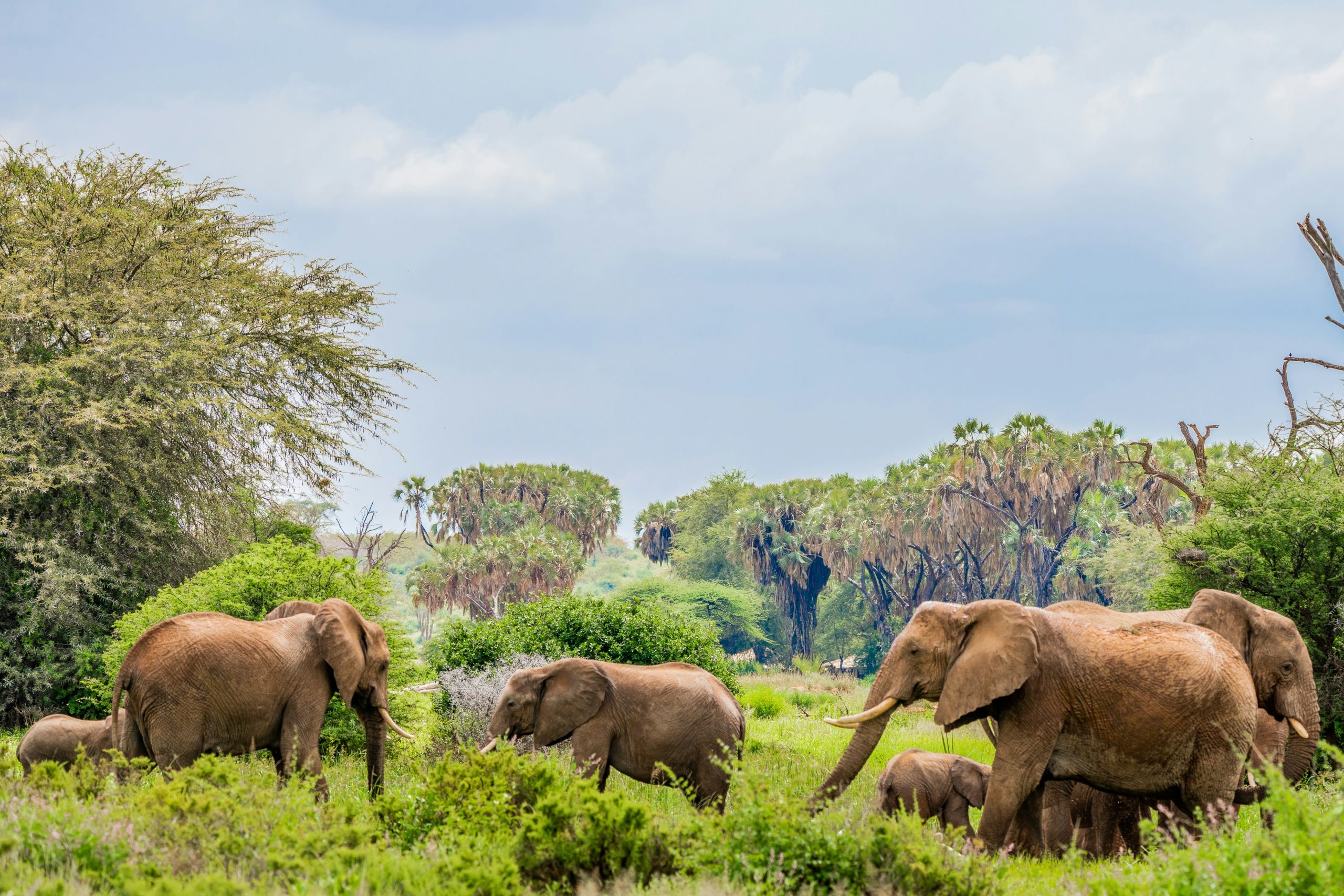 Samburu National Game Reserve