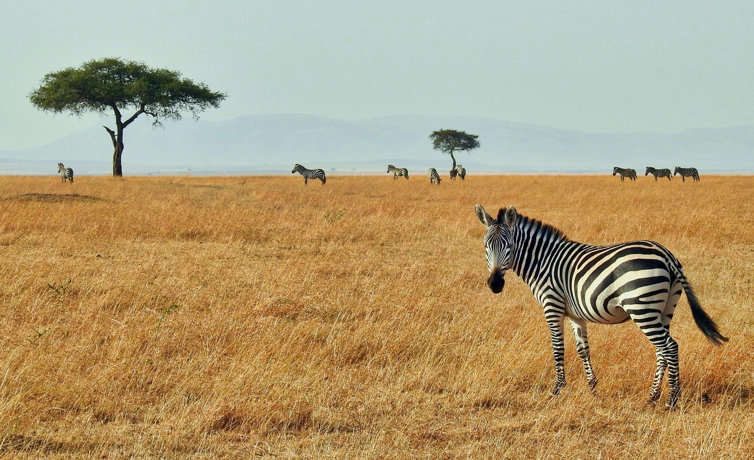 africa luxury safari