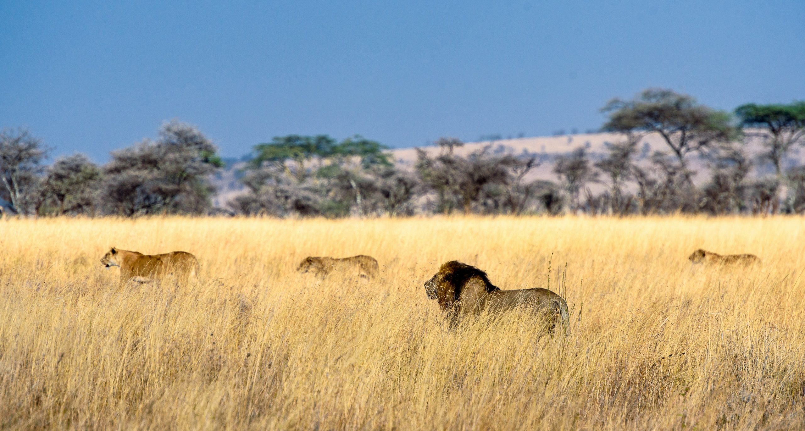 Serengeti Lion