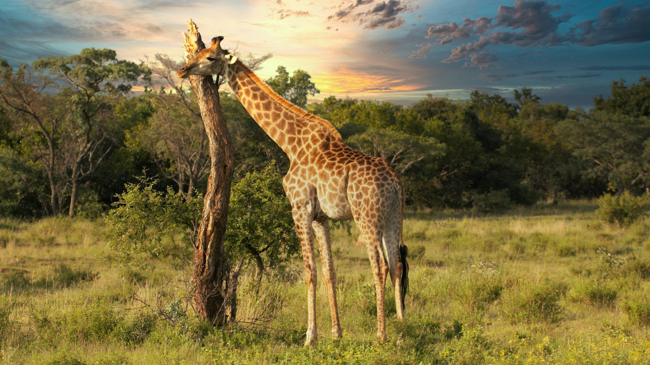 homepage giraffe