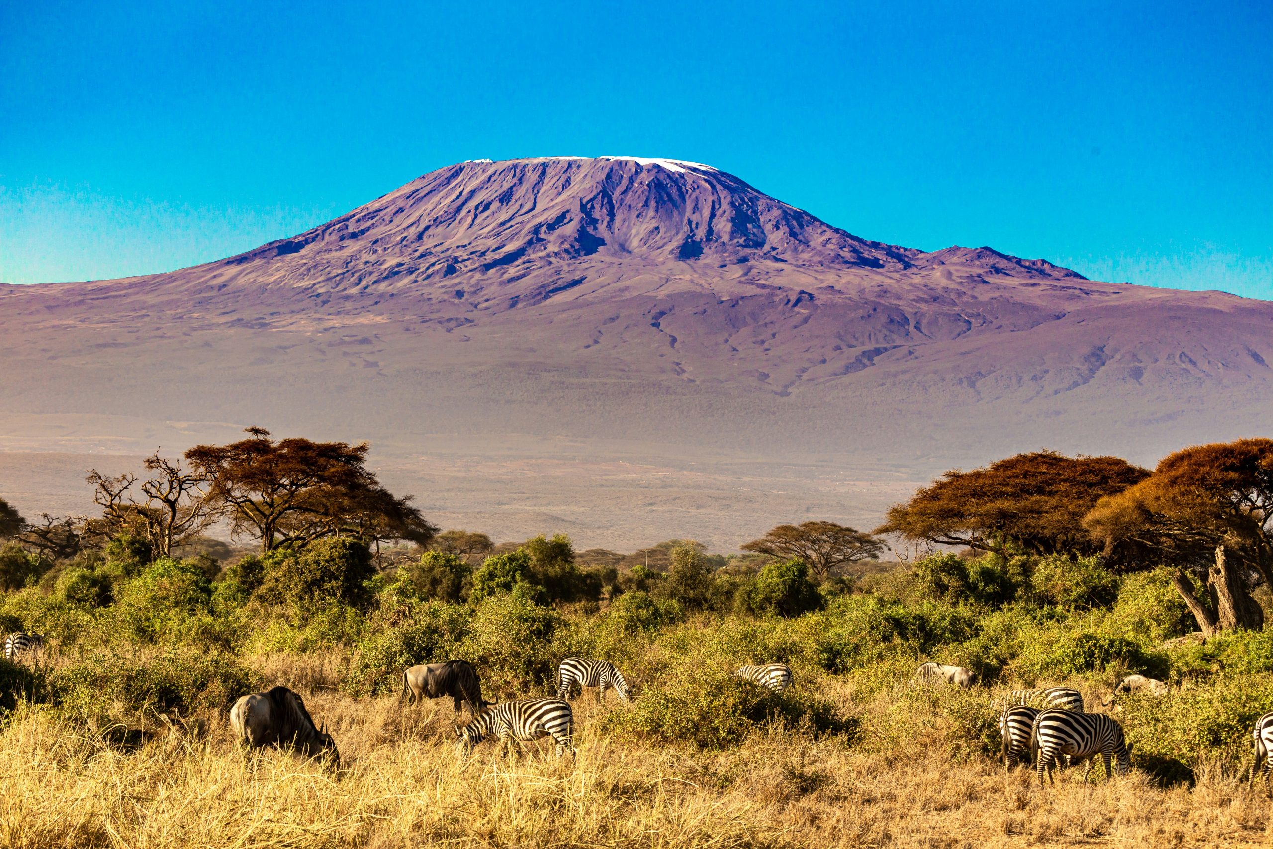 Amboseli kilimanjaro